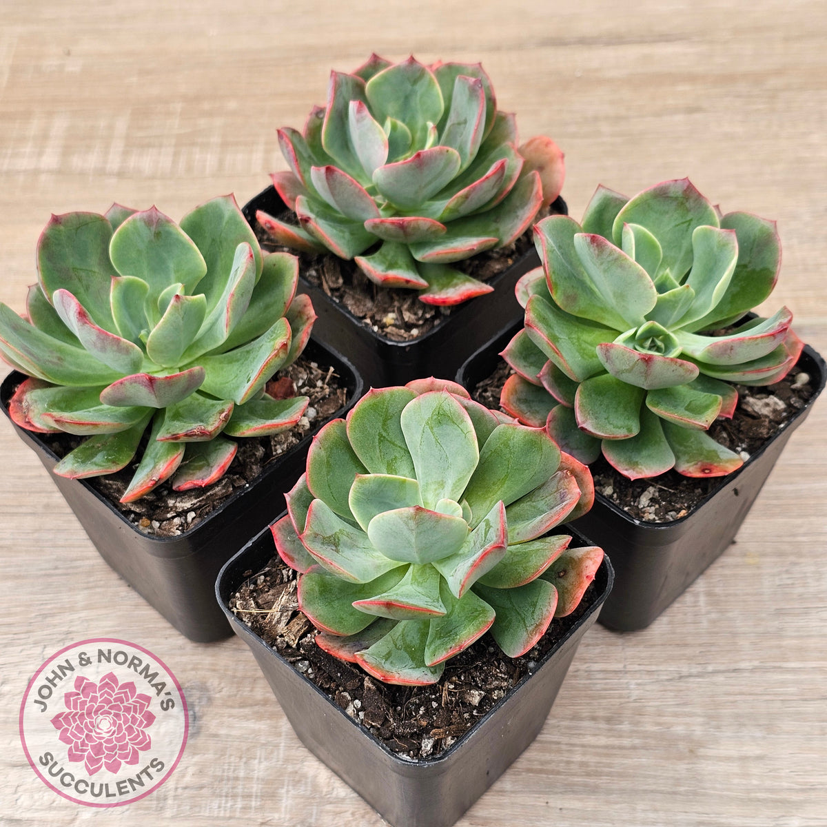 Echeveria Briar Rose