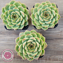 Load image into Gallery viewer, Echeveria 'Bubble Queen'
