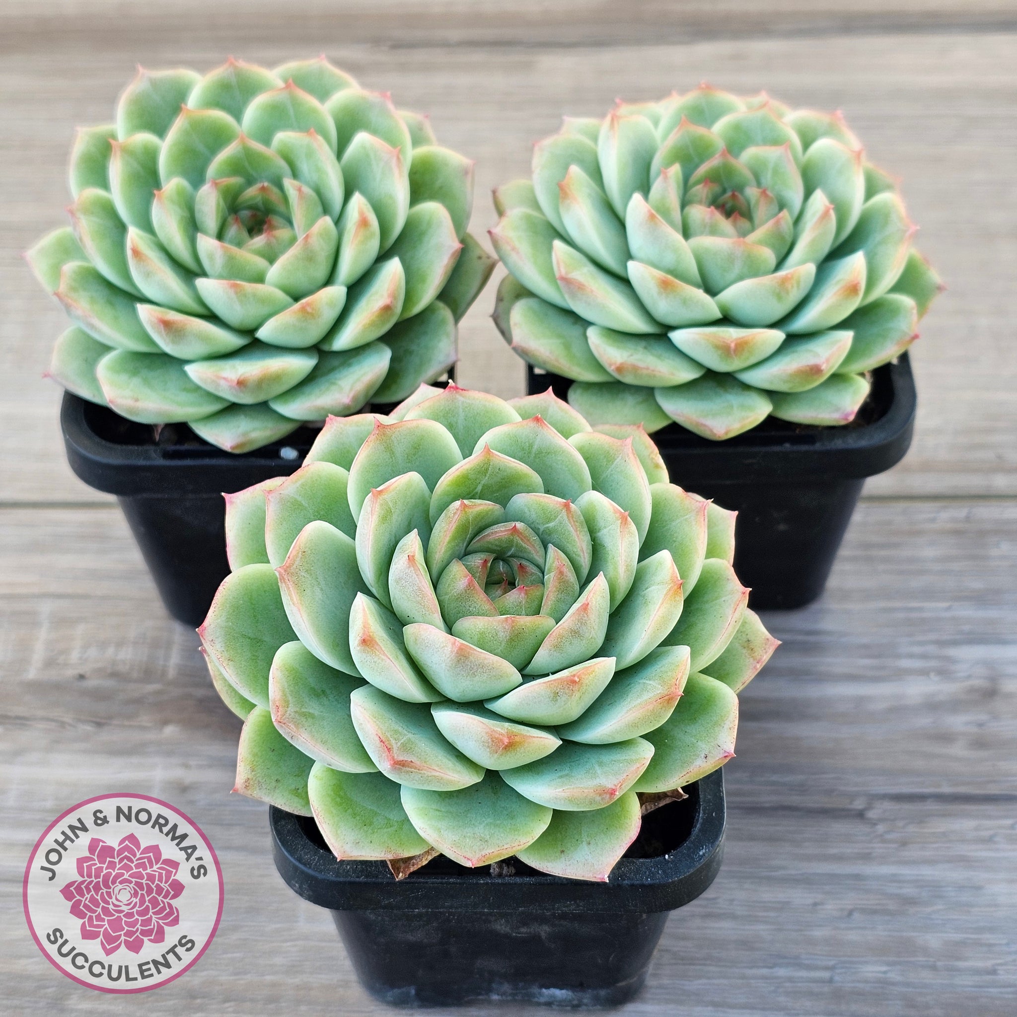 Buy Echeveria 'Bubble Queen' Australia