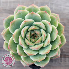 Load image into Gallery viewer, Echeveria 'Bubble Queen'
