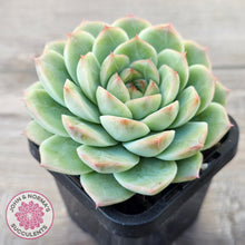 Load image into Gallery viewer, Echeveria 'Bubble Queen'
