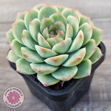 Load image into Gallery viewer, Echeveria 'Bubble Queen'
