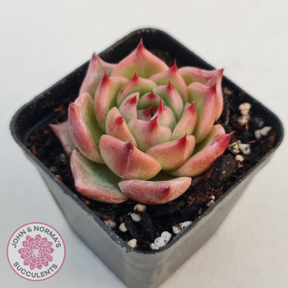 Echeveria 'Caesar'