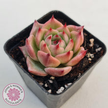 Load image into Gallery viewer, Echeveria &#39;Caesar&#39; - John &amp; Norma&#39;s Succulents Australia
