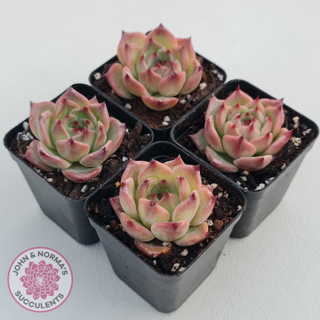 Echeveria 'Caesar' - John & Norma's Succulents Australia