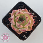 Echeveria 'Caesar'