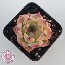 Load image into Gallery viewer, Echeveria &#39;Caesar&#39; - John &amp; Norma&#39;s Succulents Australia
