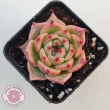 Load image into Gallery viewer, Echeveria &#39;Caesar&#39; - John &amp; Norma&#39;s Succulents Australia
