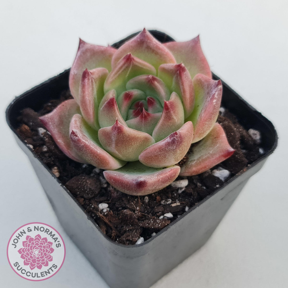 Echeveria 'Caesar' | John & Norma's Succulents – John & Norma's ...