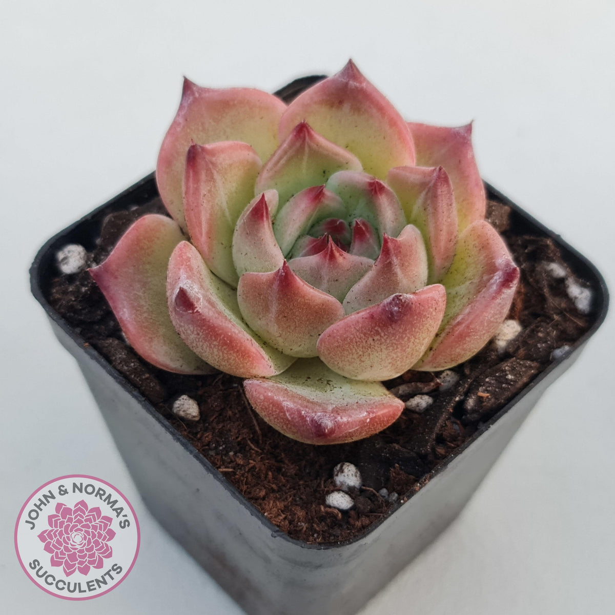 Echeveria 'Caesar'