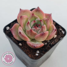 Load image into Gallery viewer, Echeveria &#39;Caesar&#39; - John &amp; Norma&#39;s Succulents Australia
