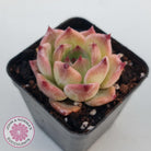 Echeveria 'Caesar'