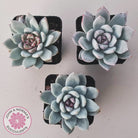 Echeveria 'Candy Heart'