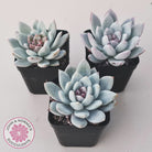 Echeveria 'Candy Heart'