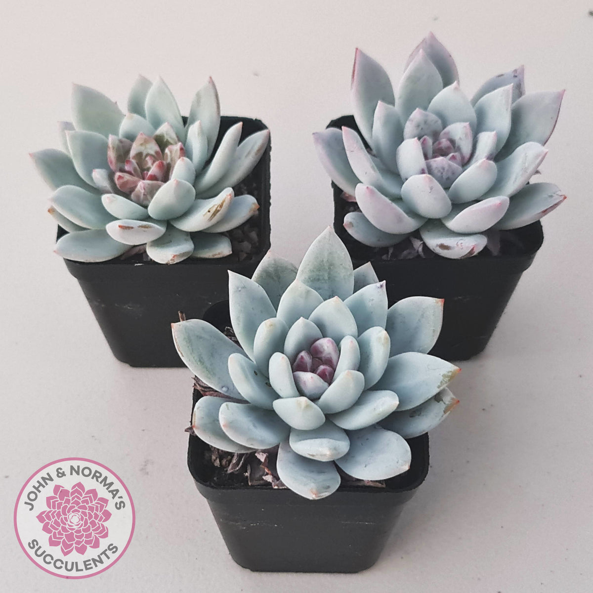 Echeveria 'Candy Heart'