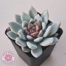 Echeveria 'Candy Heart'