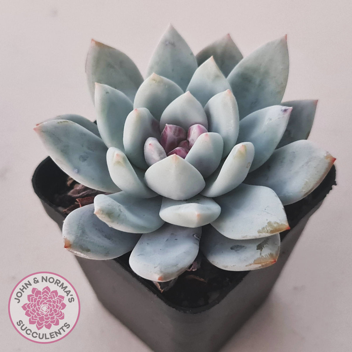 Echeveria 'Candy Heart'