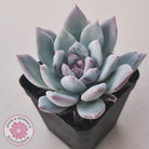 Echeveria 'Candy Heart'