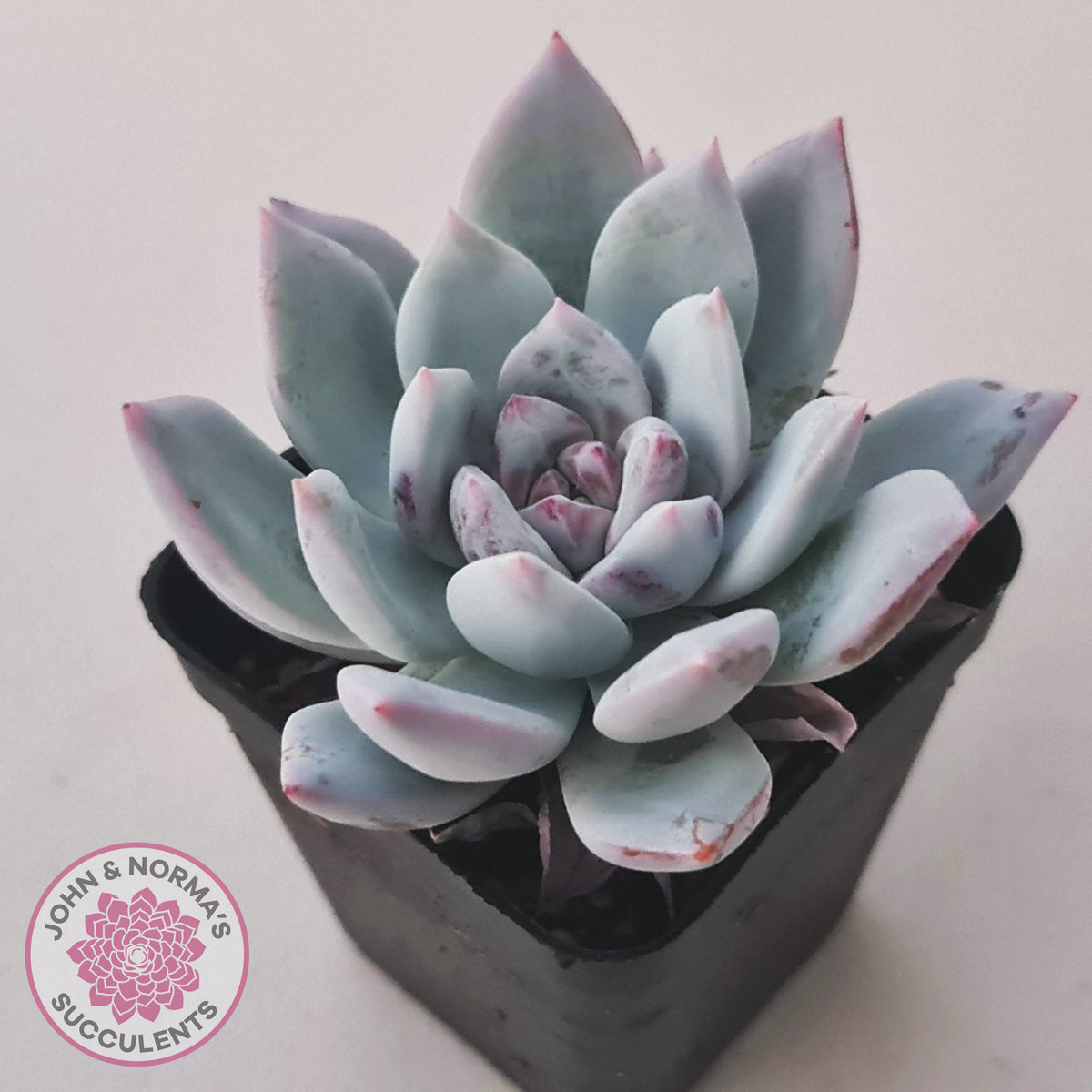 Echeveria 'Candy Heart'