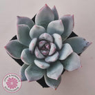 Echeveria 'Candy Heart'