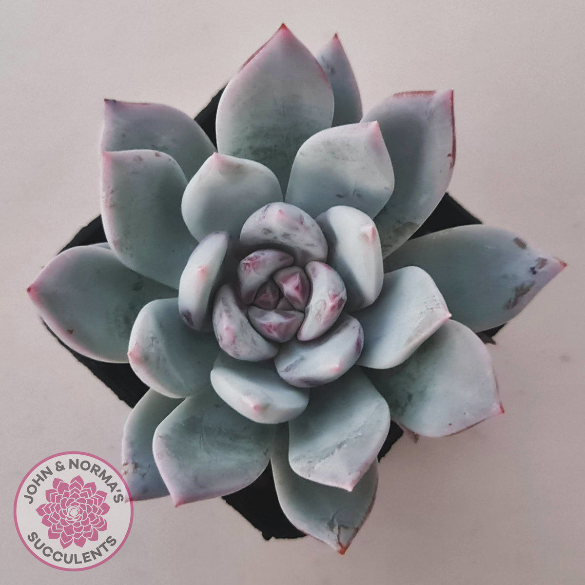 Echeveria 'Candy Heart'
