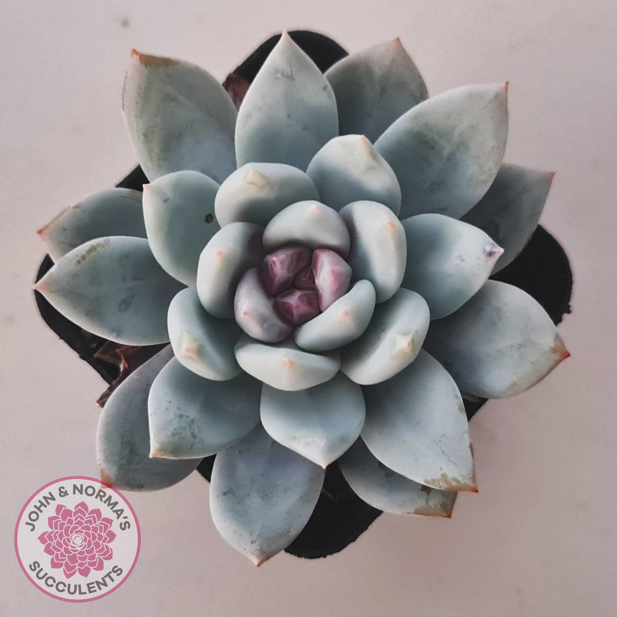 Echeveria 'Candy Heart'