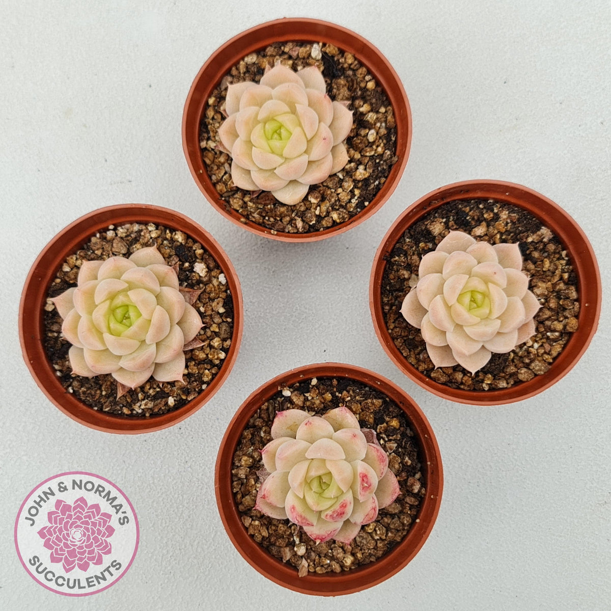 Echeveria 'Candy Succubus'