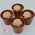 Echeveria 'Candy Succubus'