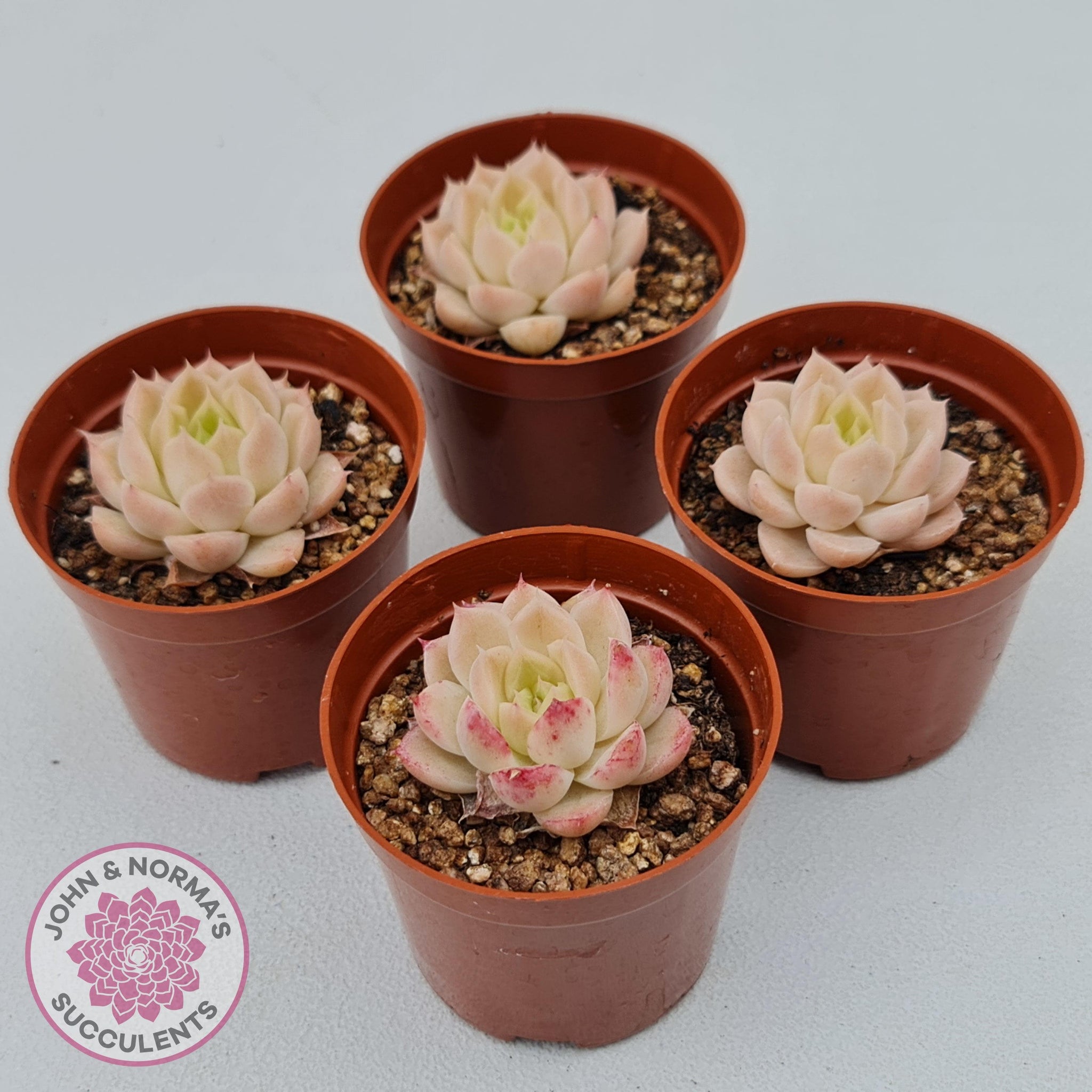 succubus succulent Buy Echeveria 'Candy Succubus' Australia