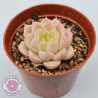 Echeveria 'Candy Succubus'