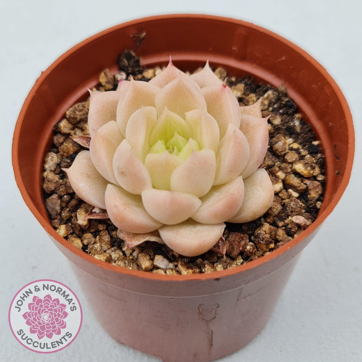 Echeveria 'Candy Succubus'