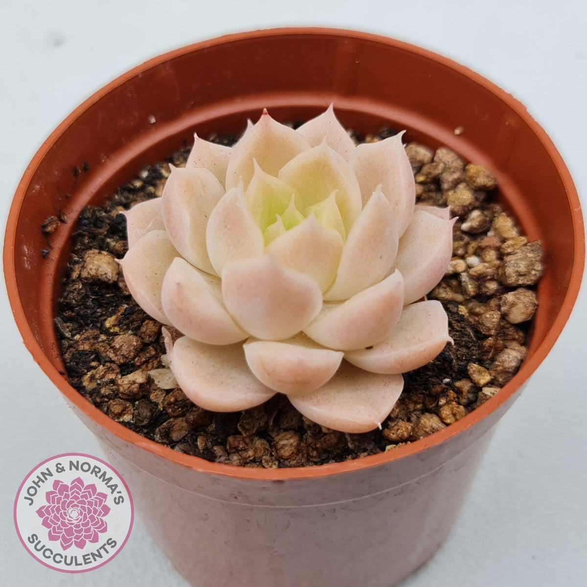 Echeveria 'Candy Succubus'