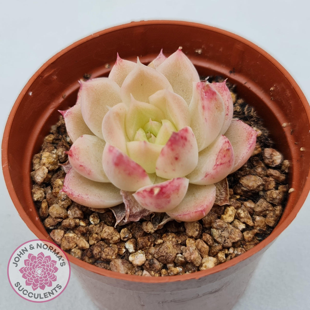 Echeveria 'Candy Succubus'