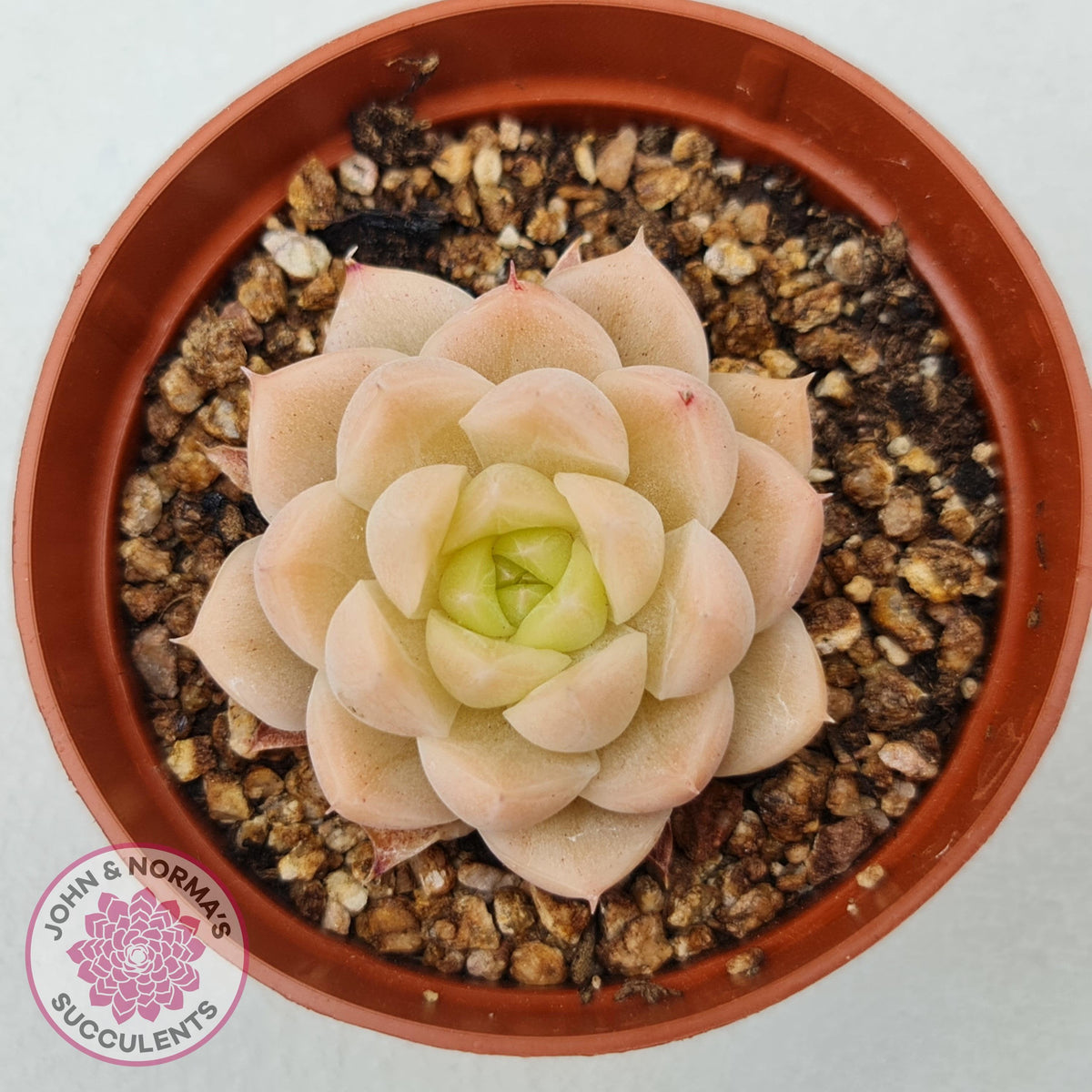 Echeveria 'Candy Succubus'