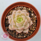 Echeveria 'Candy Succubus'