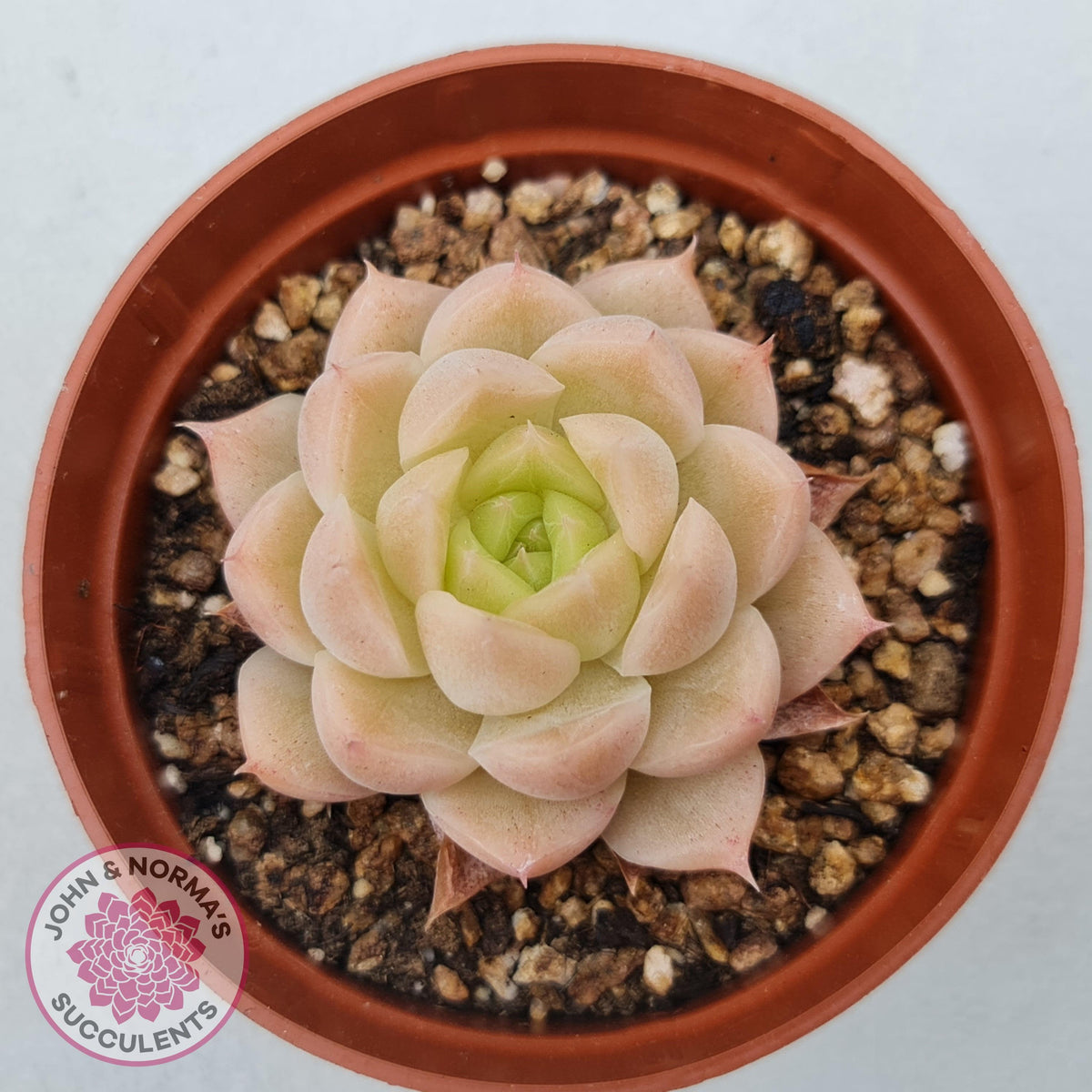 Echeveria 'Candy Succubus'