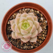 Load image into Gallery viewer, Echeveria &#39;Candy Succubus&#39; - John &amp; Norma&#39;s Succulents Australia
