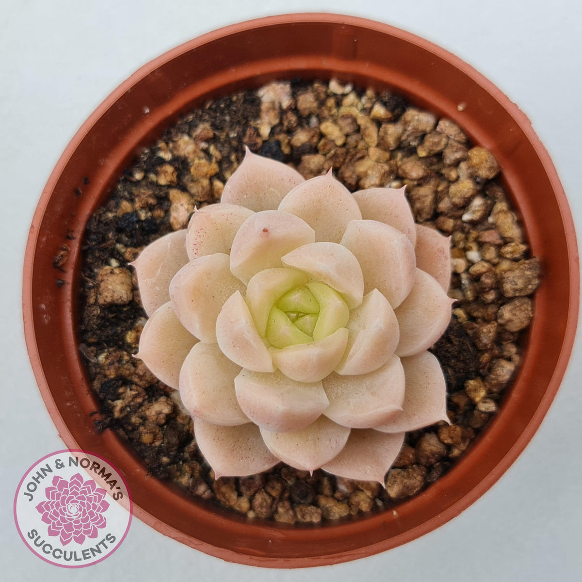 Echeveria 'Candy Succubus'