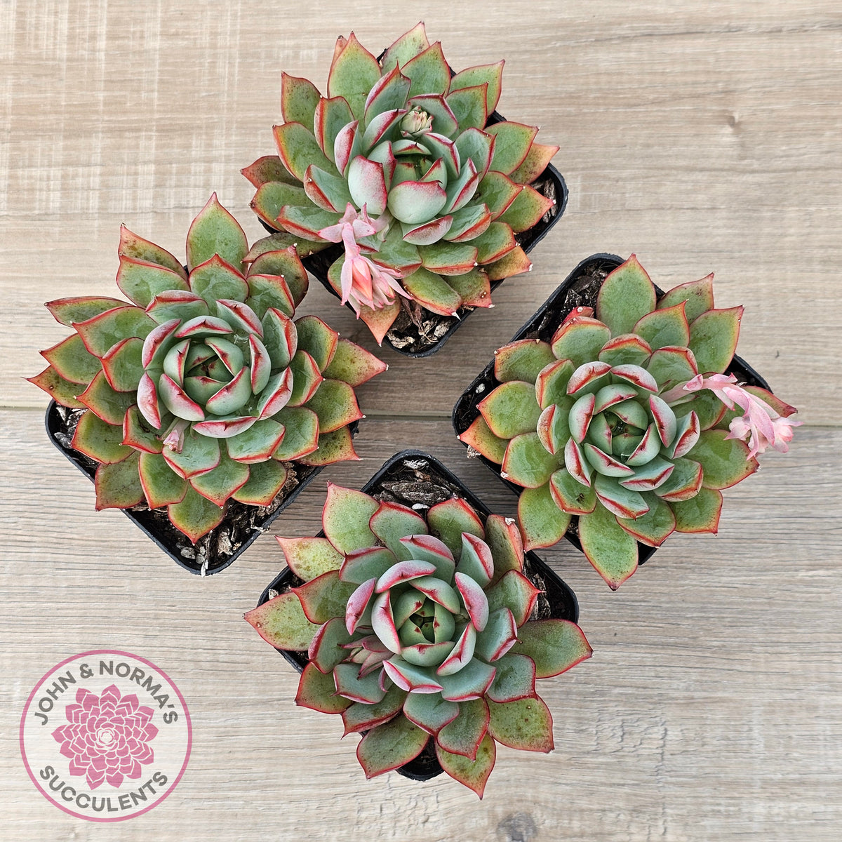 Echeveria 'Captain Rose'