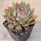Echeveria 'Captain Rose'