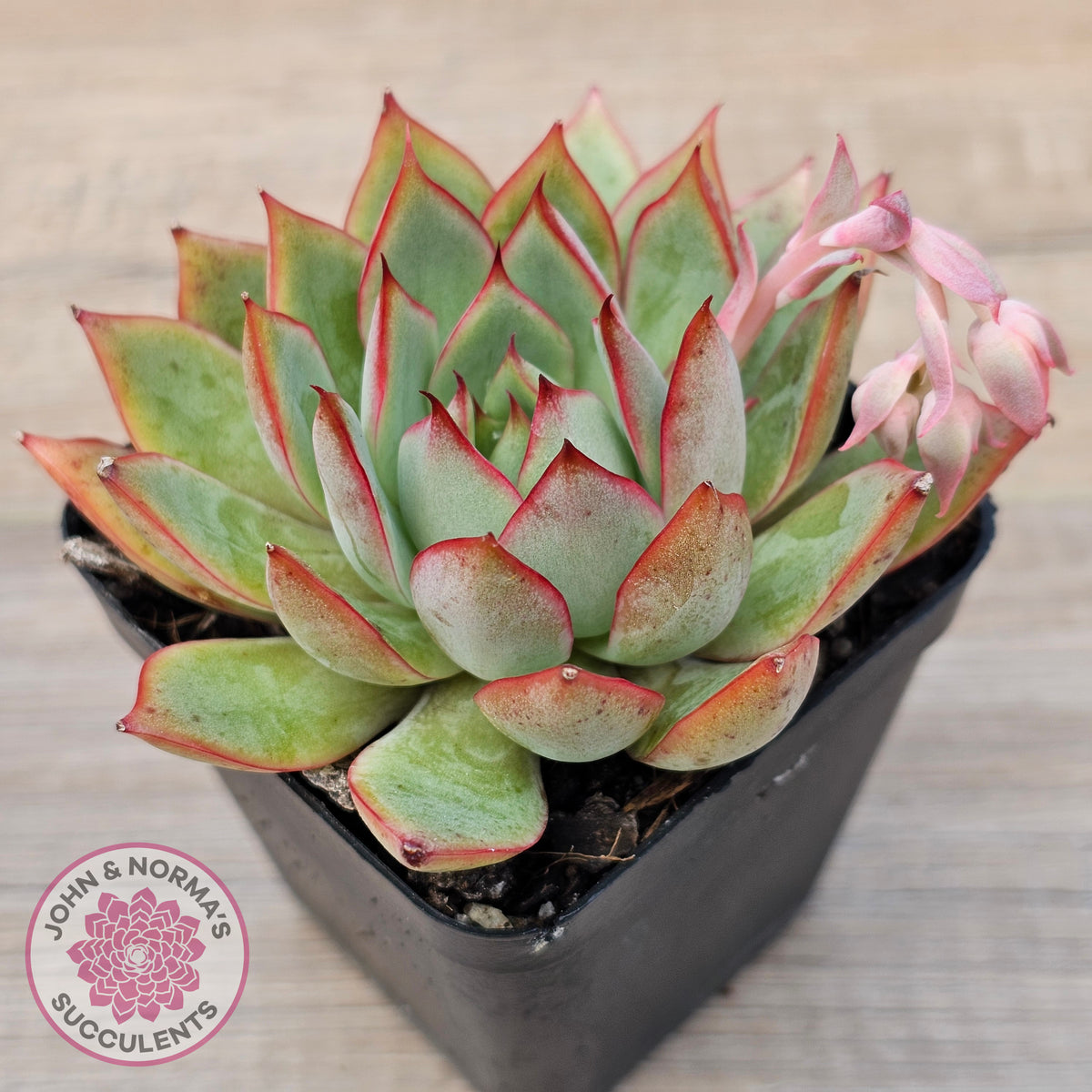 Echeveria 'Captain Rose'