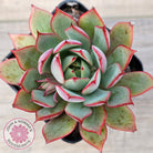 Echeveria 'Captain Rose'