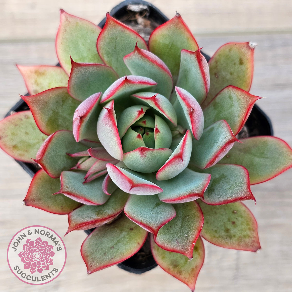 Echeveria 'Captain Rose'