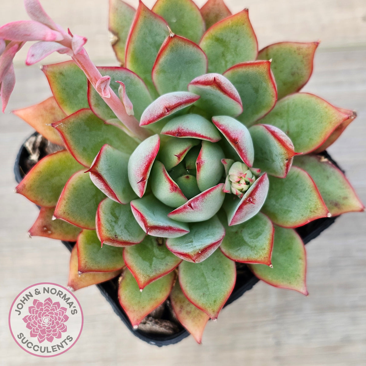 Echeveria 'Captain Rose'