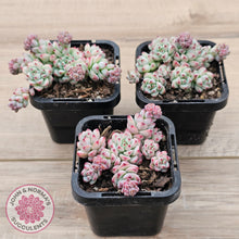 Load image into Gallery viewer, Echeveria &#39;Caramel Elf&#39;
