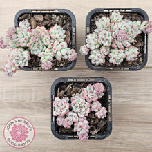 Load image into Gallery viewer, Echeveria &#39;Caramel Elf&#39;
