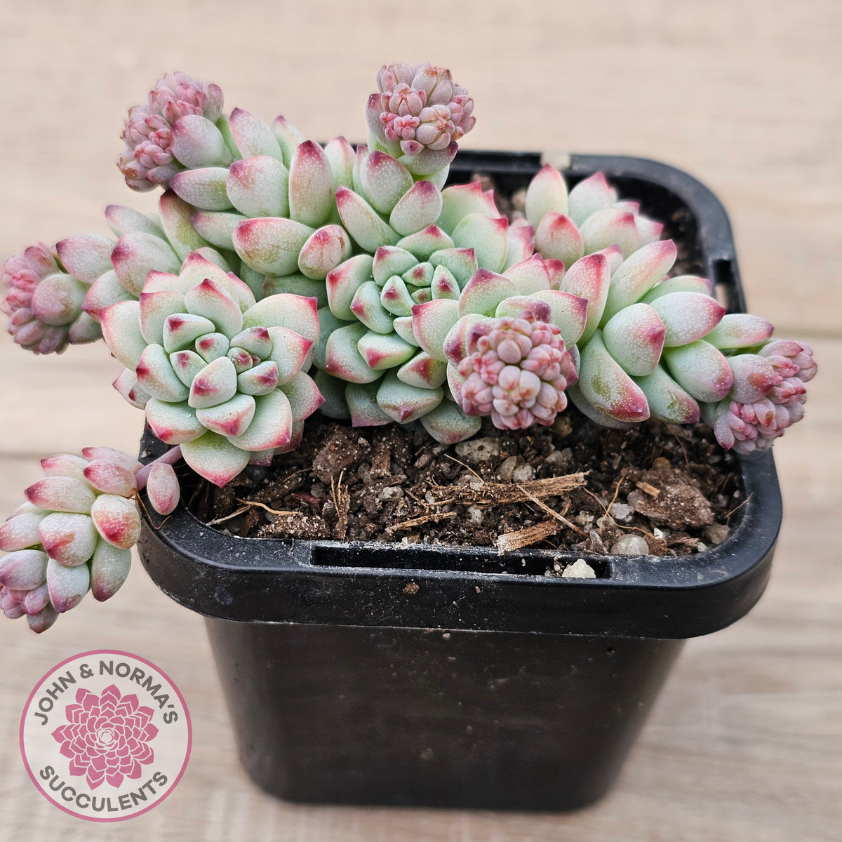 Echeveria 'Caramel Elf'