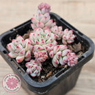 Echeveria 'Caramel Elf'
