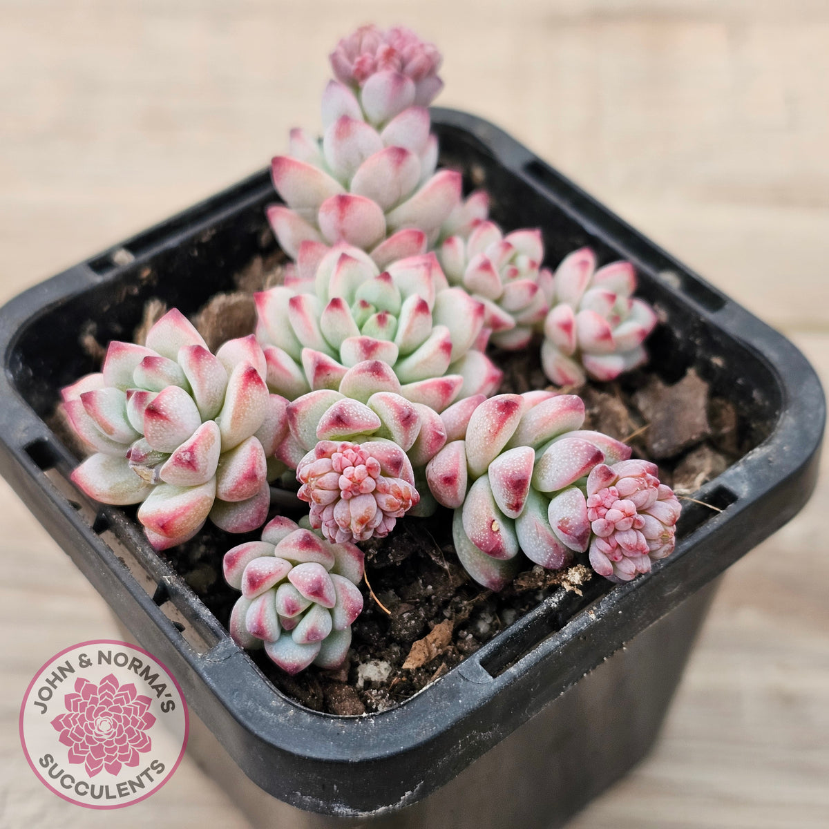 Echeveria 'Caramel Elf'