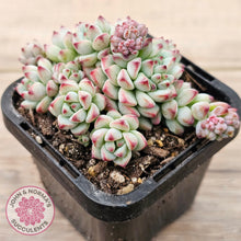Load image into Gallery viewer, Echeveria &#39;Caramel Elf&#39;
